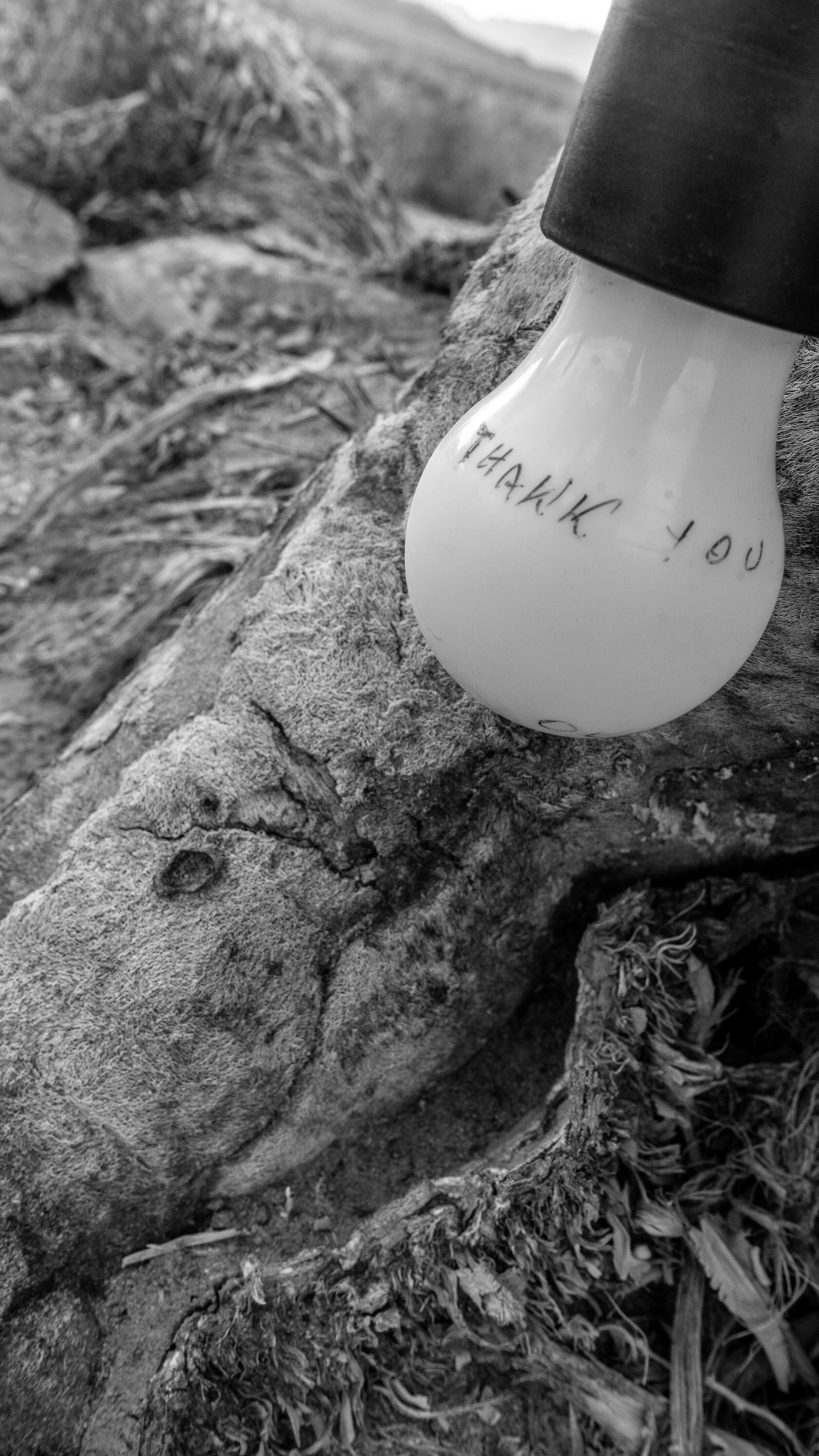 The Joshua Tree in the Mojave Desert