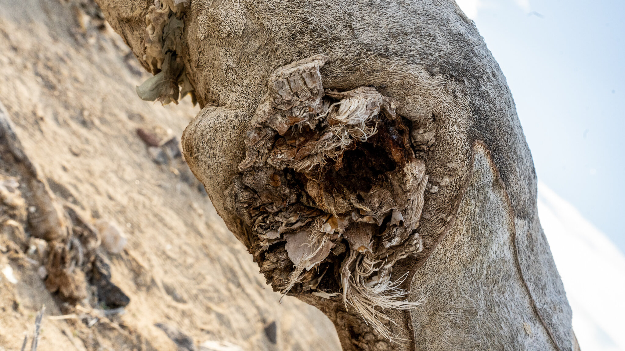 Augmented Reality preview